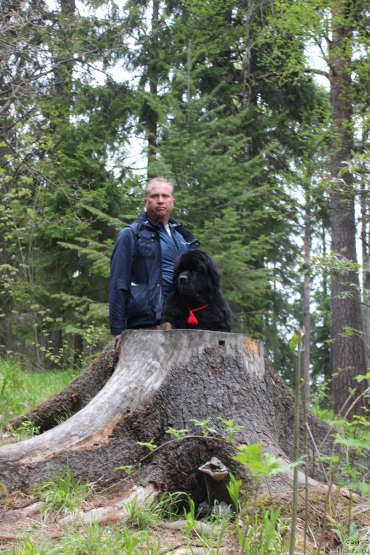 Фото: ньюфаундленд Smigar Tango in the Night (Смигар Танго ин зе Найт), Павел Савенко