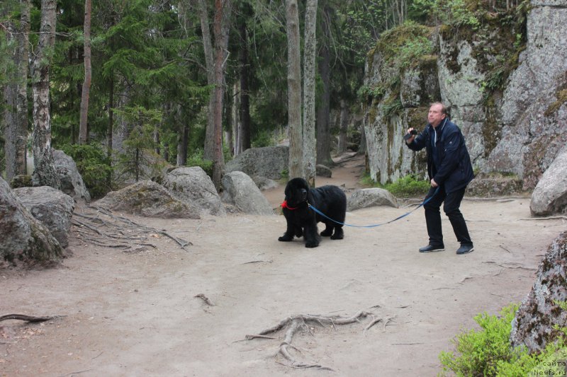Фото: ньюфаундленд Smigar Tango in the Night (Смигар Танго ин зе Найт), Павел Савенко