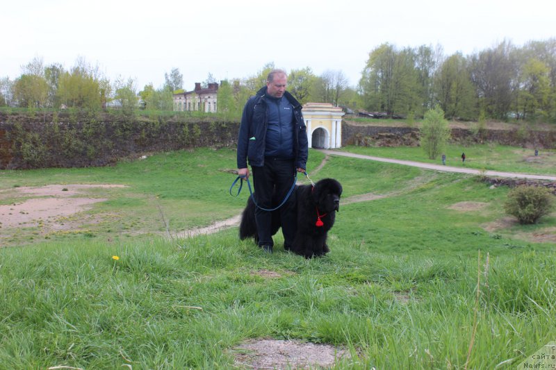 Фото: ньюфаундленд Smigar Tango in the Night (Смигар Танго ин зе Найт), Павел Савенко