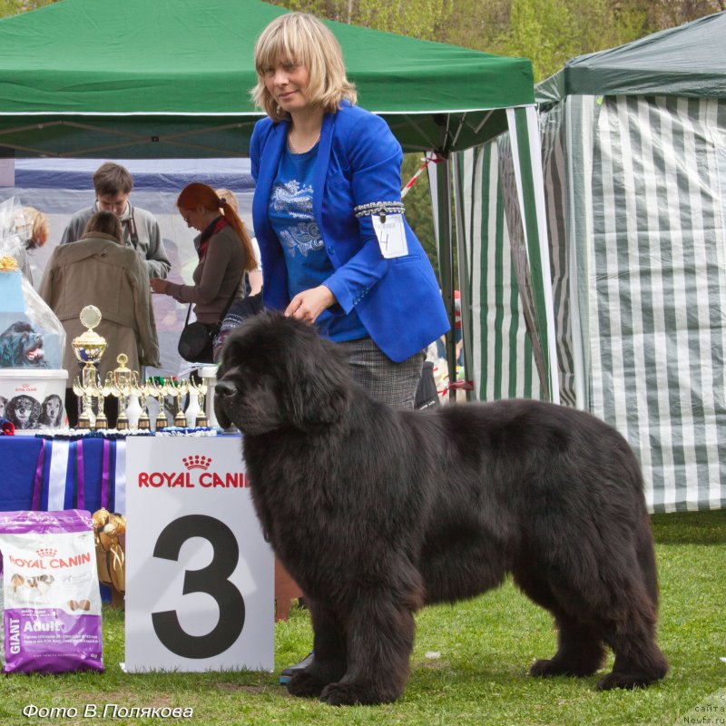 Фото: ньюфаундленд Smigar Agday Virtus (Смигар Агдай Виртус)