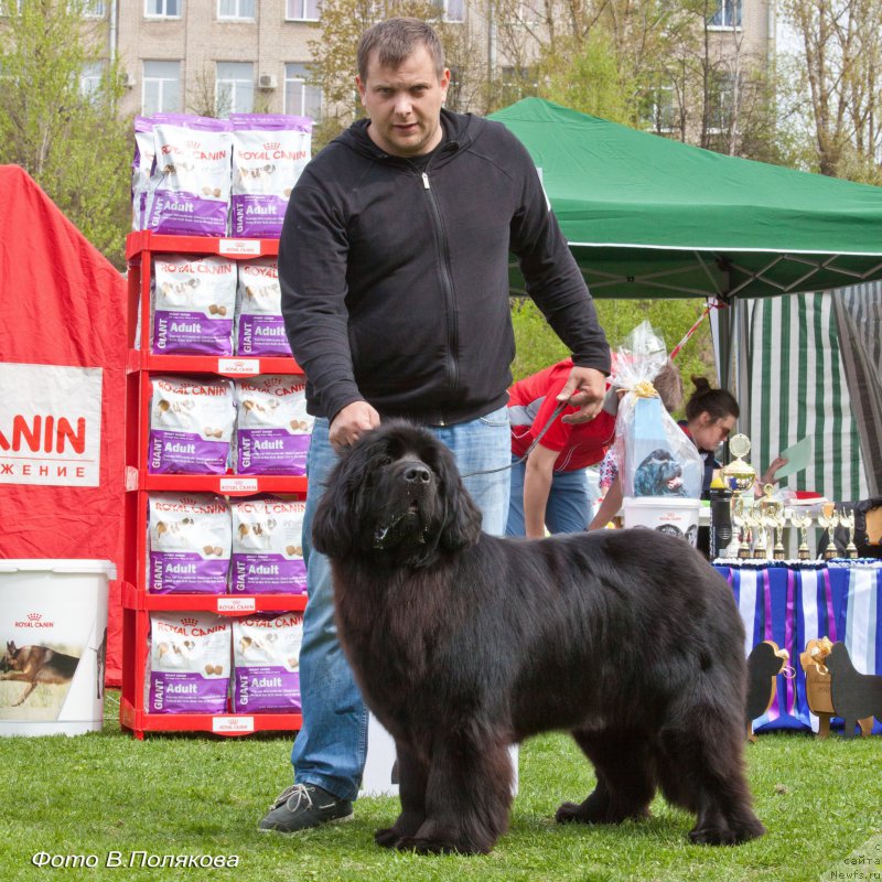 Фото: ньюфаундленд Smigar Afrodita Medichi (Смигар Афродита Медичи)