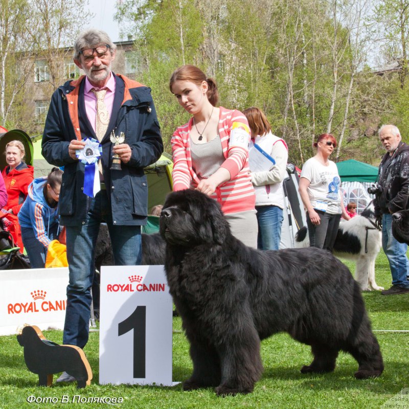 Фото: ньюфаундленд Aquatoriya Kelvin Flash Royal (Акватория Келвин Флэш Ройал)