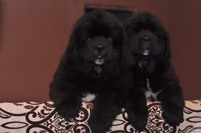 Фото: ньюфаундленд N'yufort Luriya (Ньюфорт Лурия), ньюфаундленд N'yufort Lindal' (Ньюфорт Линдаль)