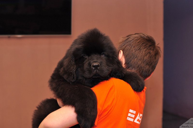 Фото: ньюфаундленд N'yufort Leonardo (Ньюфорт Леонардо)