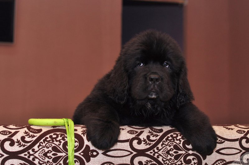 Фото: ньюфаундленд N'yufort Laynus (Ньюфорт Лайнус)