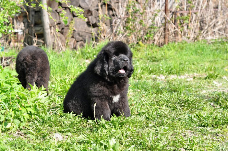 Фото: ньюфаундленд N'yufort Leonardo (Ньюфорт Леонардо)