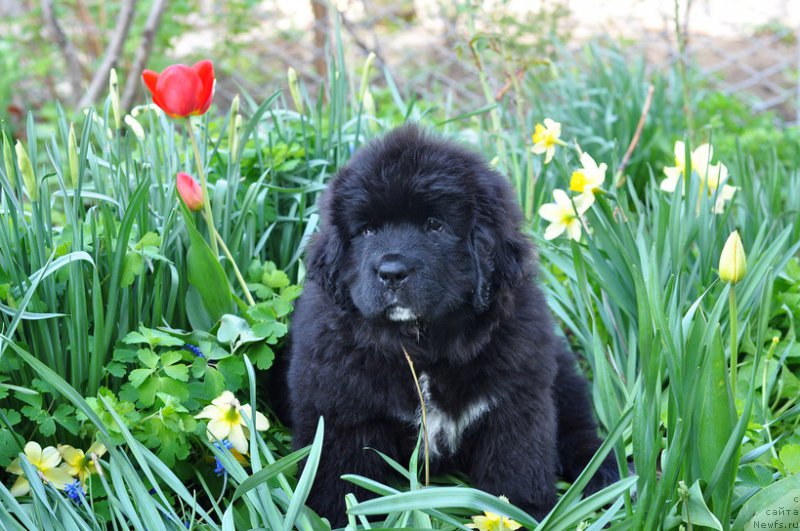 Фото: ньюфаундленд N'yufort Luriya (Ньюфорт Лурия)