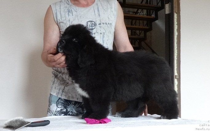 Фото: ньюфаундленд N'yufort Lindal' (Ньюфорт Линдаль)