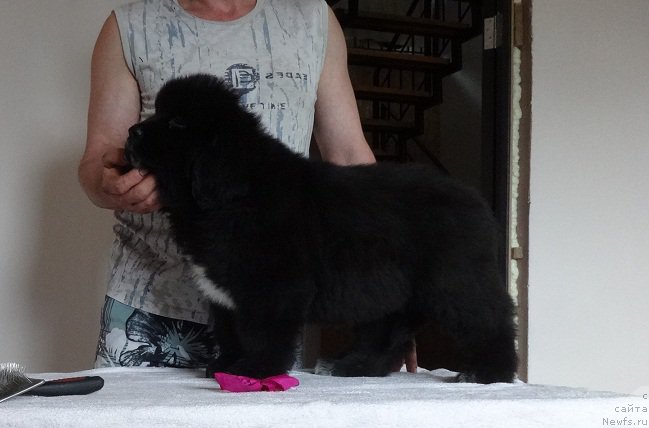 Фото: ньюфаундленд N'yufort Lindal' (Ньюфорт Линдаль)