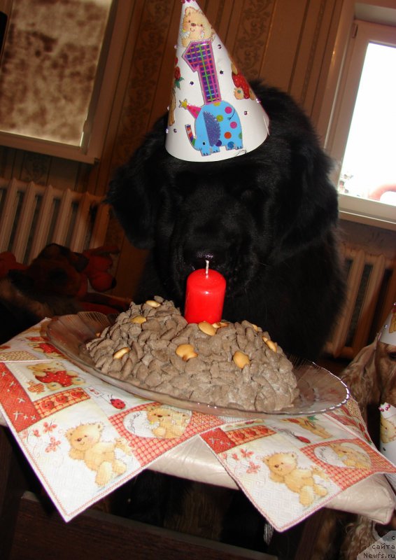 Фото: ньюфаундленд Fiamettahauz Tsikneus (Фиаметтахауз Цикнеус)