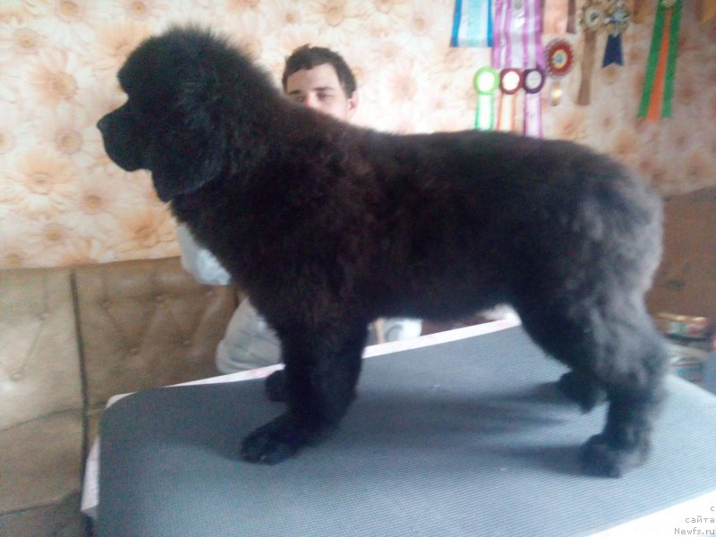 Фото: ньюфаундленд Imedj of Greytnes (Имедж оф Грейтнес)