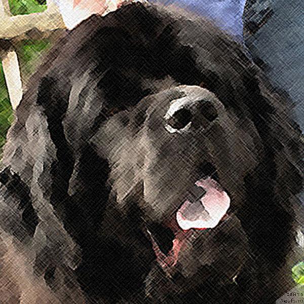 Фото: ньюфаундленд Dog for Test (Тестовая собака)