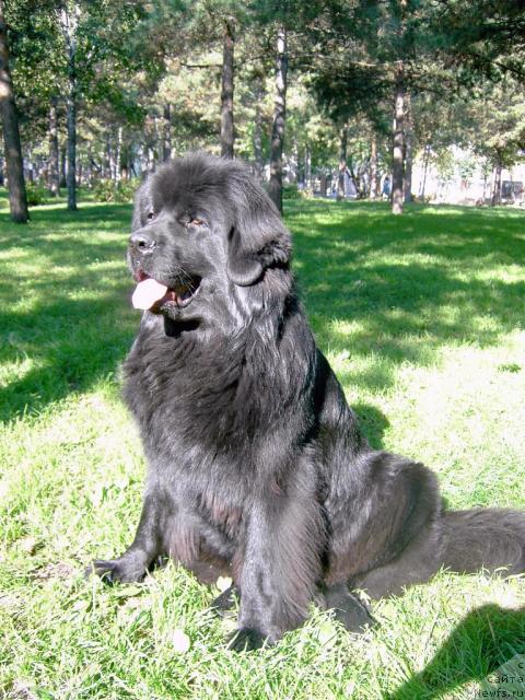 Фото: ньюфаундленд Renesans Princess iz Novogo Sveta (Ренесанс Принцесс из Нового Света)