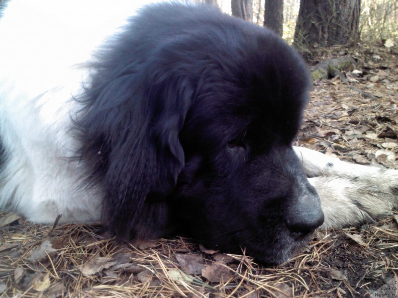Фото: ньюфаундленд Dar Bogov from Rashn Bear (Дар Богов фром Рашн Беар)