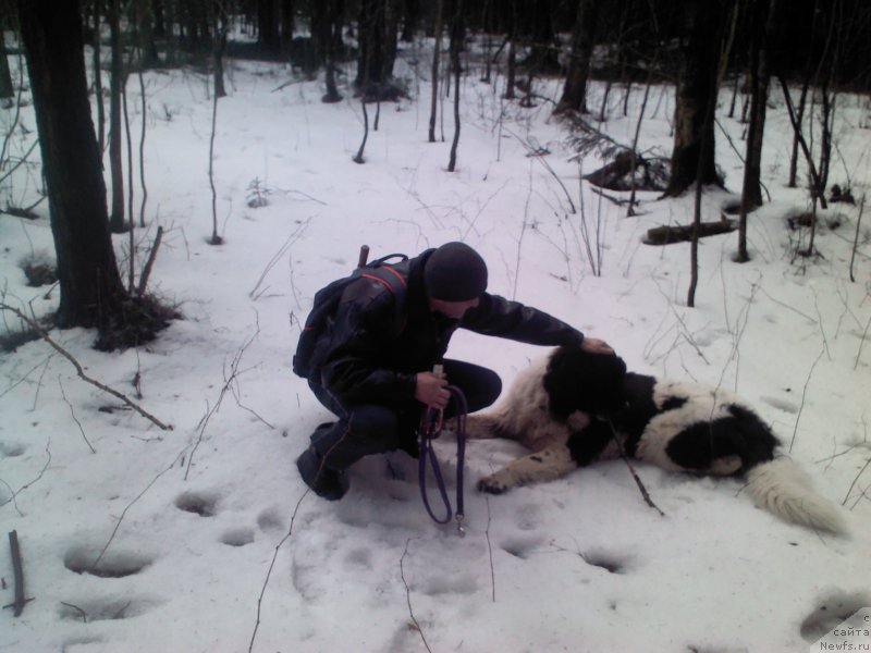 Фото: ньюфаундленд Dar Bogov from Rashn Bear (Дар Богов фром Рашн Беар)