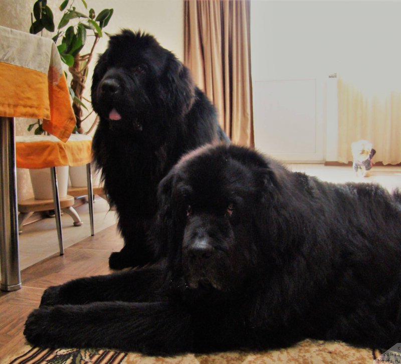 Фото: ньюфаундленд Super Premium Free Wind (Супер Премиум Фри Винд), ньюфаундленд Super Premium Bumer (Супер Премиум Бумер)