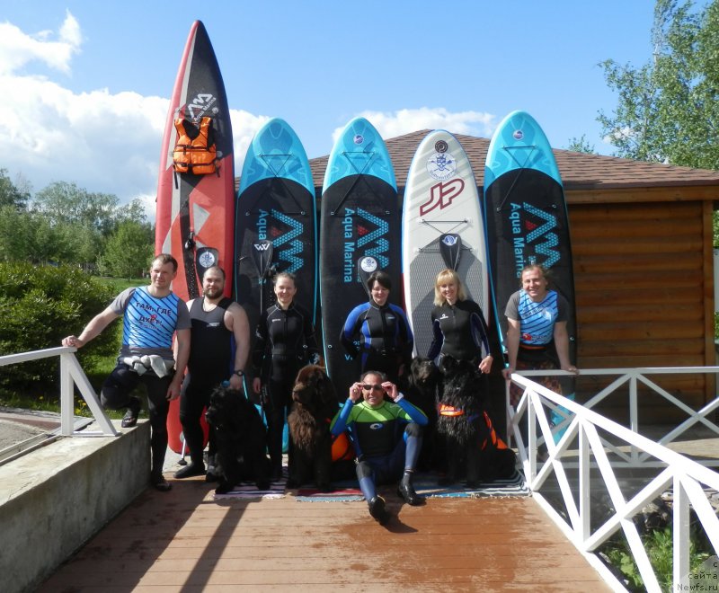 Фото: ньюфаундленд Njufort Amanda Blum (Ньюфорт Аманда Блум), ньюфаундленд Chernyi Sharm Angel'skaya Krasota (Черный Шарм Ангельская Красота), ньюфаундленд Angel Khranitel Gruffidd (Ангел Хранитель Граффидд), ньюфаундленд My Frend Newfy' Abigail Miss Churchill