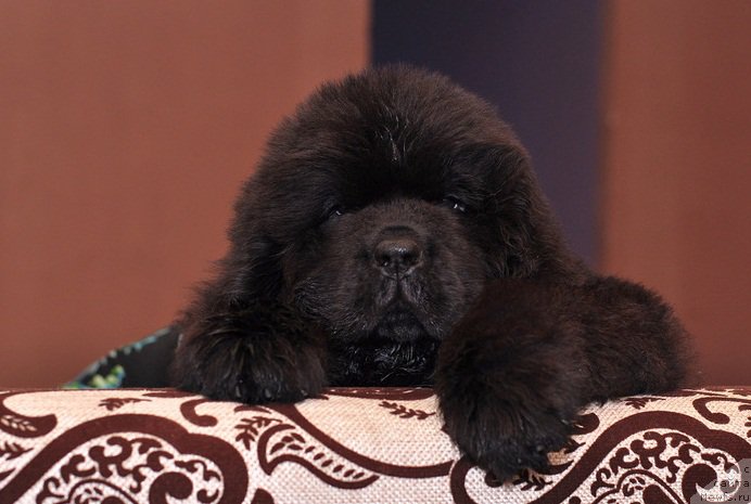 Фото: ньюфаундленд N'yufort Leonardo (Ньюфорт Леонардо)