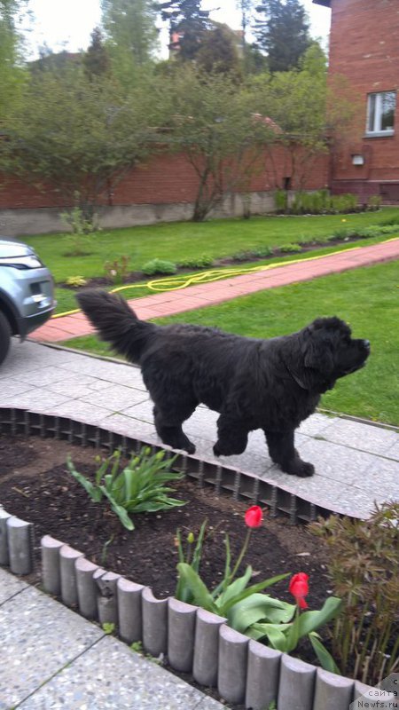 Фото: ньюфаундленд Belkonder-Klab Kassiopeya (Белкондер-Клаб Кассиопея)