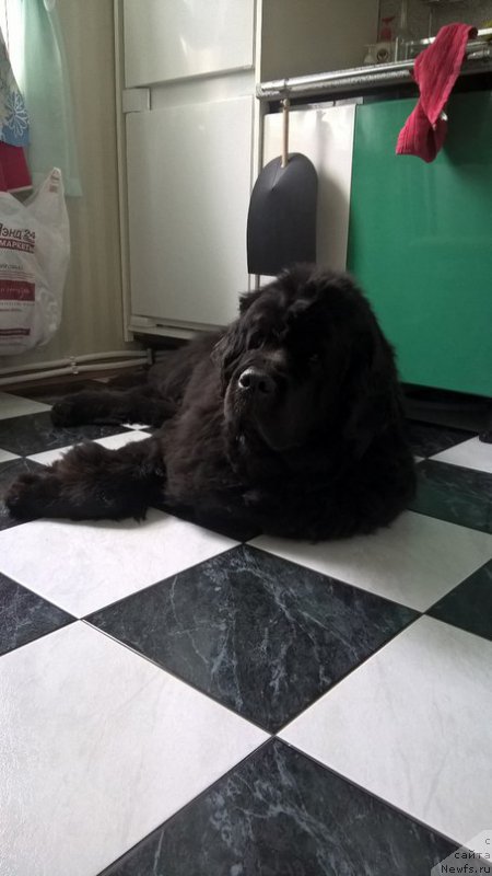 Фото: ньюфаундленд Belkonder-Klab Kassiopeya (Белкондер-Клаб Кассиопея)