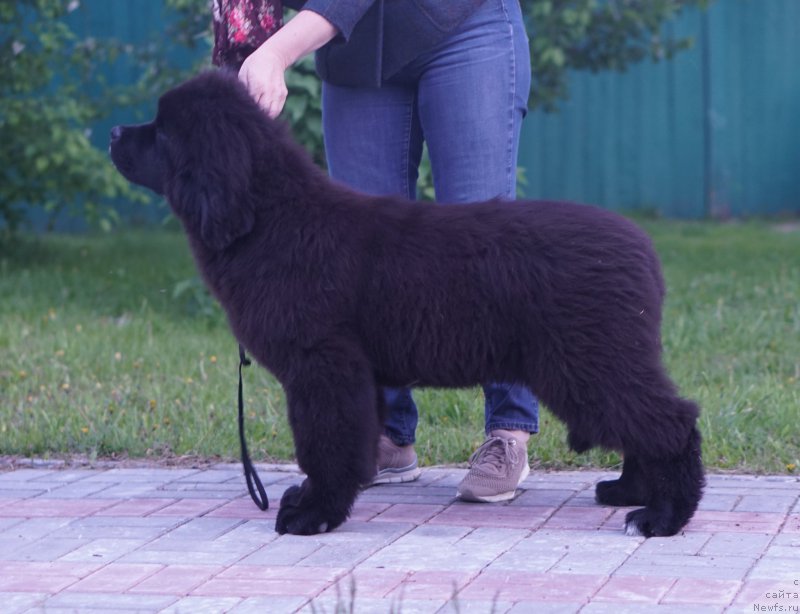 Фото: ньюфаундленд Akvatoriya Kelvin Lavrentiy (Акватория Келвин Лаврентий)