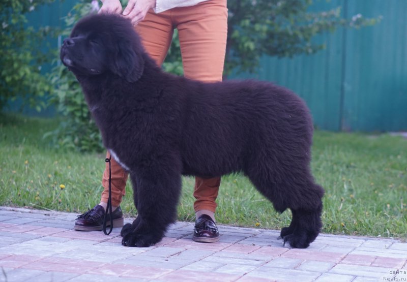 Фото: ньюфаундленд Akvatoriya Kelvin Lavrentiy (Акватория Келвин Лаврентий)