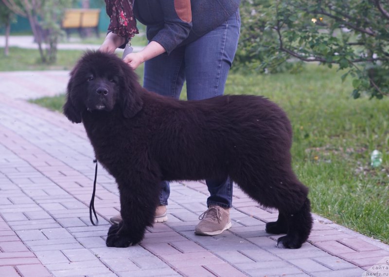 Фото: ньюфаундленд Akvatoriya Kelvin Lavrentiy (Акватория Келвин Лаврентий)