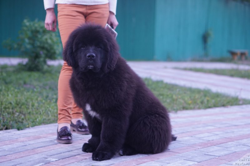 Фото: ньюфаундленд Akvatoriya Kelvin Lavrentiy (Акватория Келвин Лаврентий)