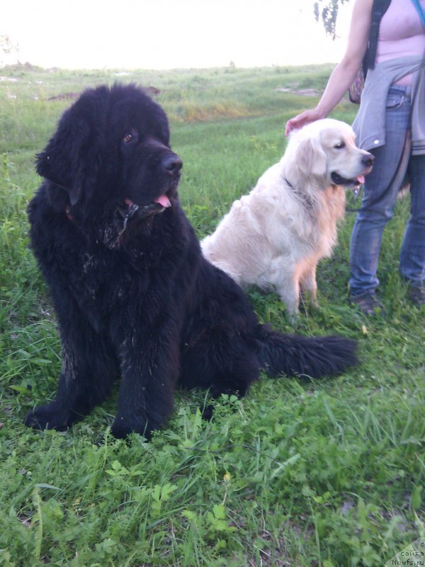 Фото: ньюфаундленд Blyek Daymond iz Arkaima (Блэк Даймонд из Аркаима)