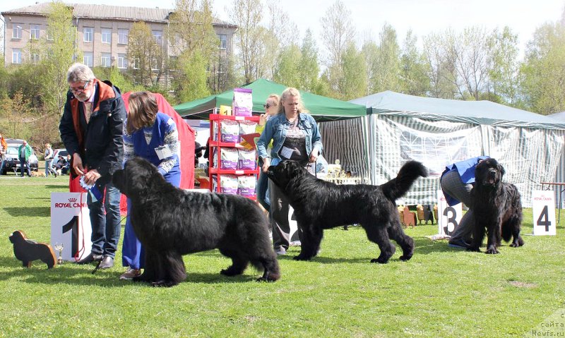 Фото: ньюфаундленд Smigar Tango in the Night (Смигар Танго ин зе Найт), ньюфаундленд Plushevaya Panda Dalmore (Плюшевая Панда Далморе), ньюфаундленд Modiliani is Antagrada (Модильяни из Антаграда)