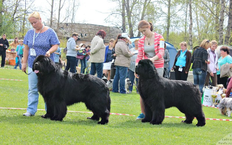 Фото: ньюфаундленд Dar Svezyi Sii YEnd YEdmire (Дар Свезы Сии Энд Эдмире), ньюфаундленд Aquatoriya Kelvin Flash Royal (Акватория Келвин Флэш Ройал)