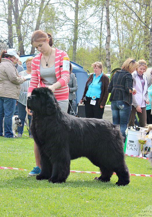 Фото: ньюфаундленд Aquatoriya Kelvin Flash Royal (Акватория Келвин Флэш Ройал)