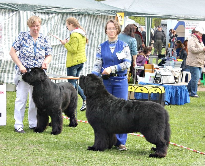 Фото: ньюфаундленд Beguschaya po Volnam Viceroy (Бегущая по Волнам Вицерой), ньюфаундленд Smigar Tango in the Night (Смигар Танго ин зе Найт)