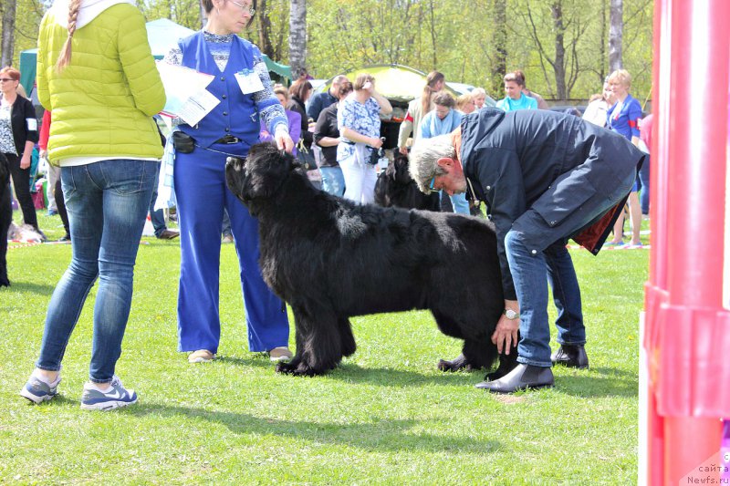 Фото: ньюфаундленд Smigar Tango in the Night (Смигар Танго ин зе Найт)