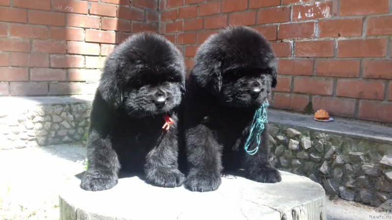 Фото: ньюфаундленд Super Premium YEskabaro Pablo (Супер Премиум Эскабаро Пабло), ньюфаундленд Super Premium YEdinburg (Супер Премиум Эдинбург)