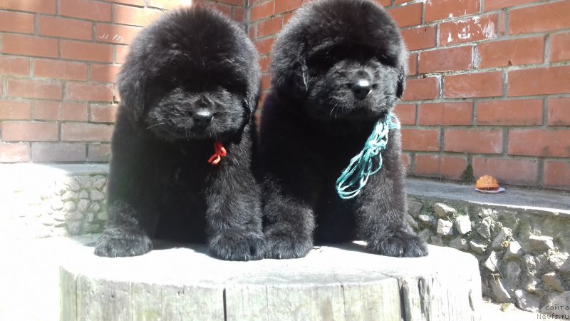 Фото: ньюфаундленд Super Premium YEskabaro Pablo (Супер Премиум Эскабаро Пабло), ньюфаундленд Super Premium YEdinburg (Супер Премиум Эдинбург)