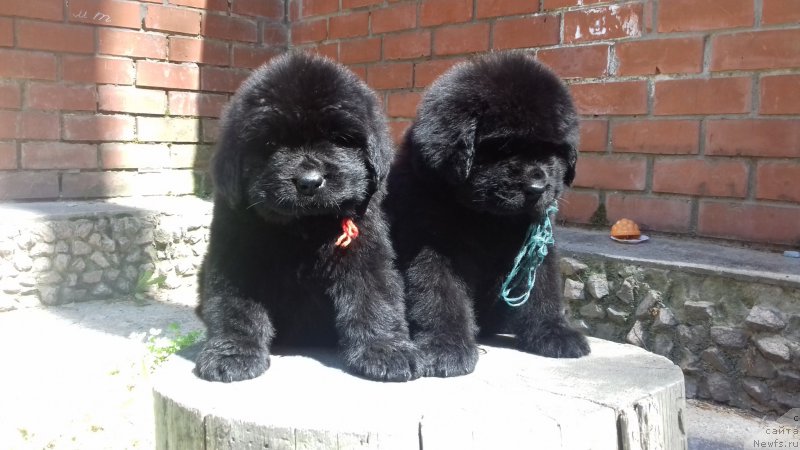 Фото: ньюфаундленд Super Premium YEskabaro Pablo (Супер Премиум Эскабаро Пабло), ньюфаундленд Super Premium YEdinburg (Супер Премиум Эдинбург)