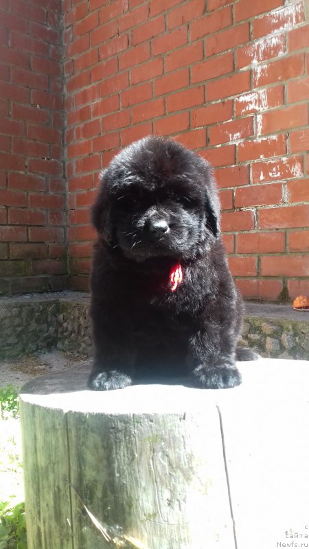 Фото: ньюфаундленд Super Premium YEskabaro Pablo (Супер Премиум Эскабаро Пабло)