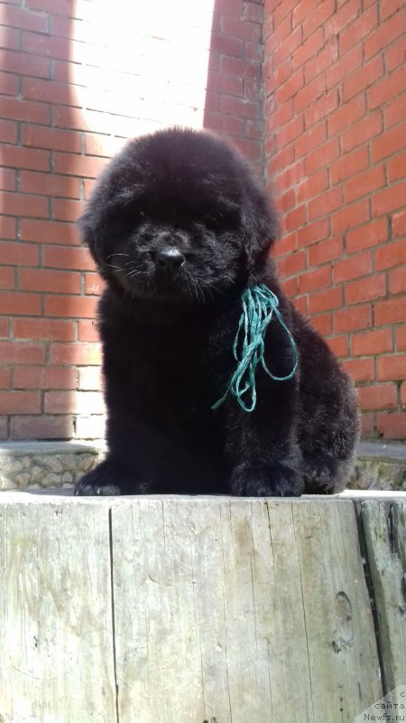 Фото: ньюфаундленд Super Premium YEdinburg (Супер Премиум Эдинбург)