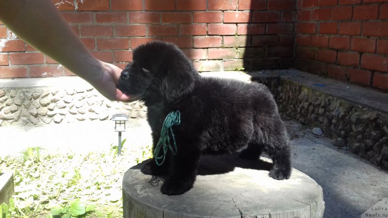 Фото: ньюфаундленд Super Premium YEdinburg (Супер Премиум Эдинбург)