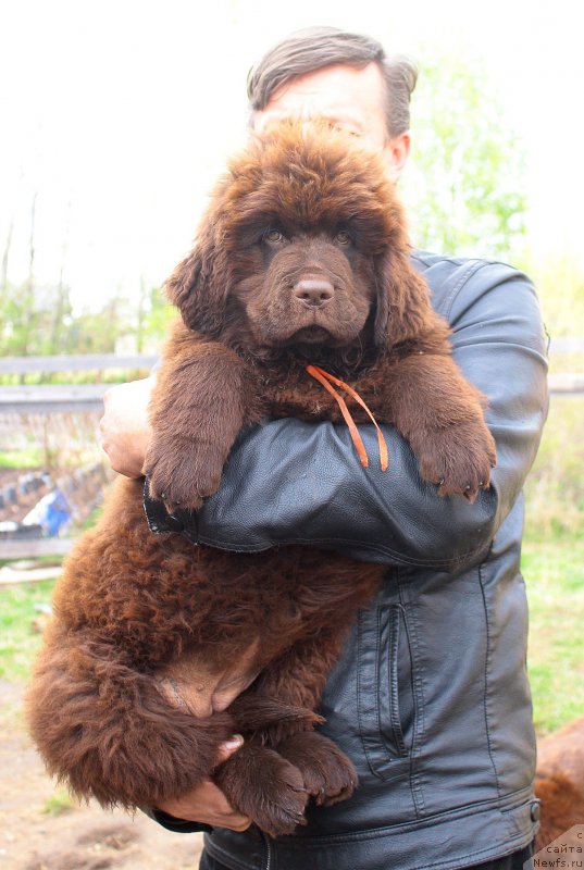 Фото: ньюфаундленд Braunblad MSK Donna Goldi (Браунблад МСК Донна Голди)