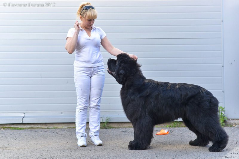 Фото: ньюфаундленд N'yufort Aston Martin dlya S'Nejnoy V'yugi (Ньюфорт Астон Мартин для С'Нежной Вьюги)