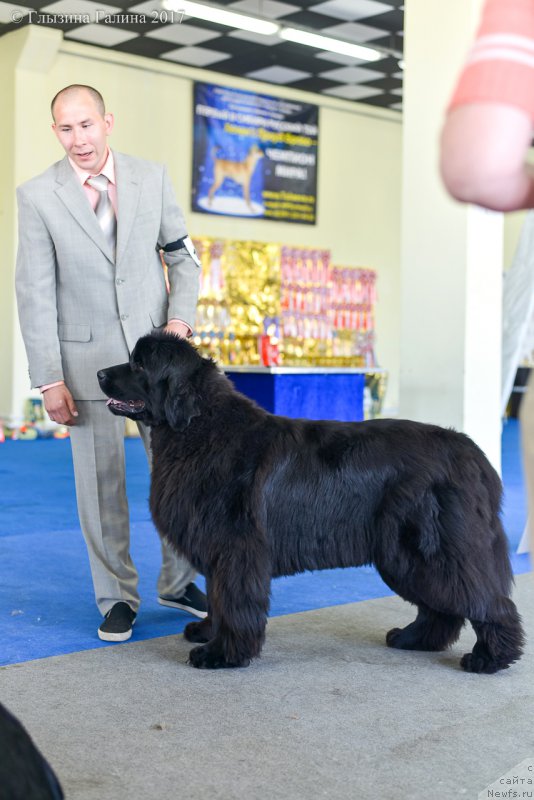 Фото: ньюфаундленд Dancing Butterfly iz Arkaima (Дэнсинг Баттерфлай из Аркаима)