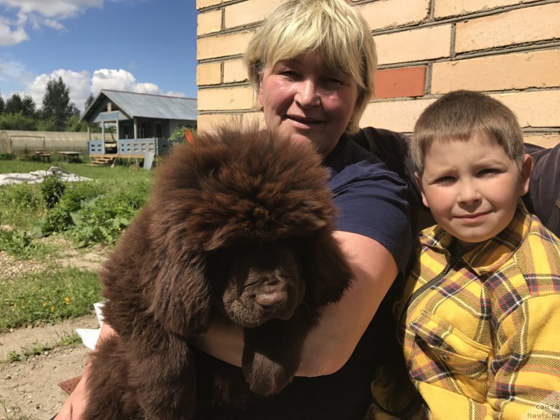 Фото: ньюфаундленд Braunblad MSK Donna Goldi (Браунблад МСК Донна Голди)