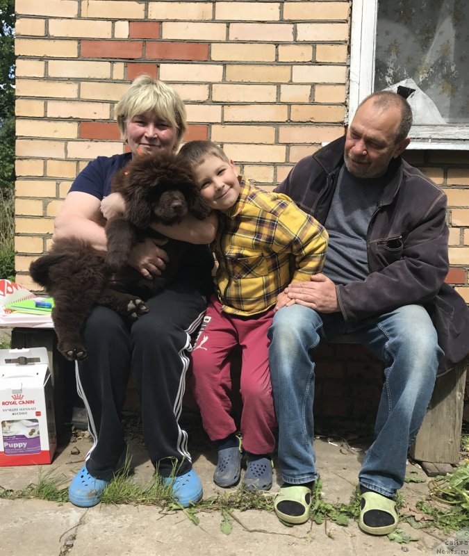 Фото: ньюфаундленд Braunblad MSK Donna Goldi (Браунблад МСК Донна Голди)