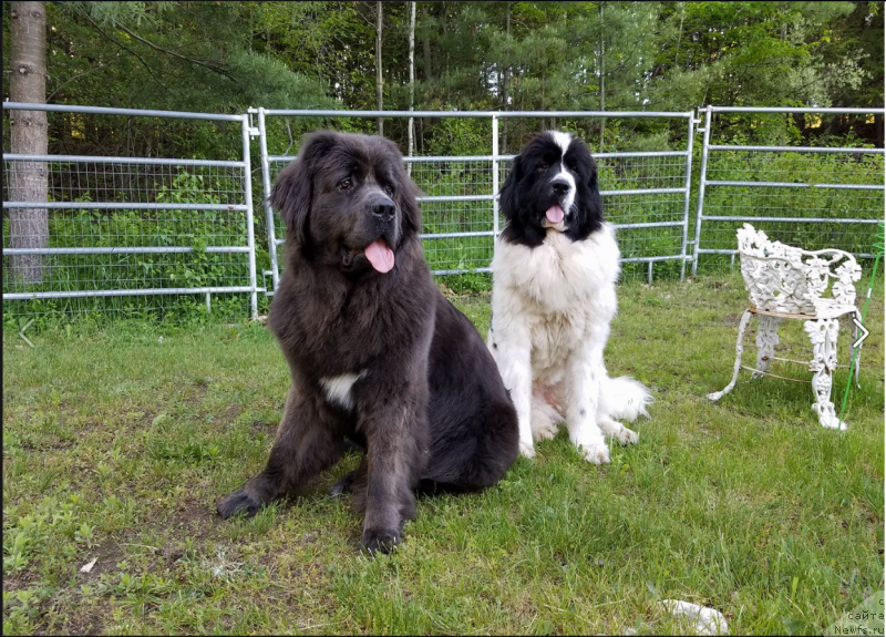 Фото: ньюфаундленд Eksklyuzive Macho Myen fo Birbruk (Ексклюзиве Мачо Мэн фо Бирбрук)