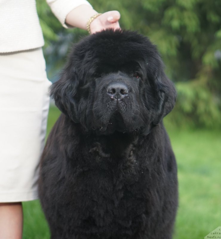 Фото: ньюфаундленд Aquatoriya Kelvin Yuse of Magic Spirit (Акватория Келвин Юз оф Мэджик Спирит)