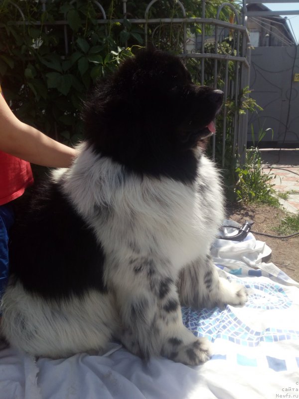 Фото: ньюфаундленд Vargas de la Massa Armando (Варгас Де Ла Масса Армандо)