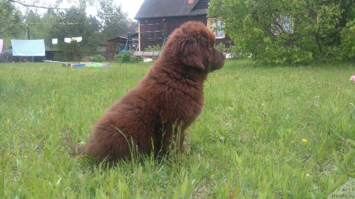 Фото: ньюфаундленд Braunblad MSK Dvayt Garnet (Браунблад МСК Двайт Гарнет)