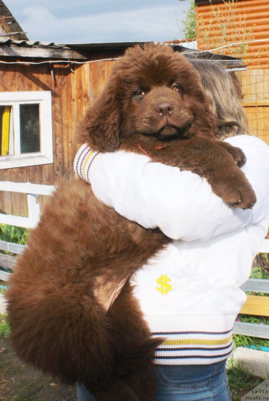 Фото: ньюфаундленд Brownblood MSK Delicia Shari (Браунблад МСК Дэлиция Шари)